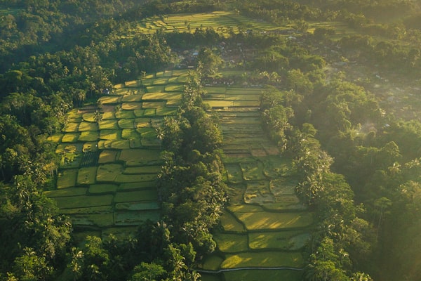 Negara
